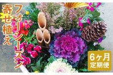 【定期便6回】フォーシーズン お花の寄せ植え【お申込み翌月から出荷】