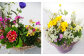 【定期便12回】フォーシーズン お花の寄せ植え