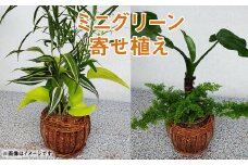 ミニグリーン 寄せ植え（bring green）ガラス瓶植え 観葉植物 植物 インテリア【90日以内に出荷予定（土日祝除く）】