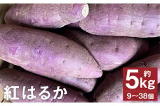紅はるか 約5kg （9～38個）  さつまいも サツマイモ 芋 いも 野菜 やさい 【2025年11月下旬～2026年4月上旬発送予定】  st-p