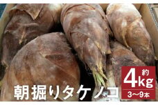 朝掘り タケノコ 約4kg（3～9本）【2026年4月上旬より順次発送】 野菜 やさい たけのこ 筍 タケノコ 熊本県産 国産 st-p