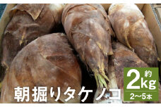 朝掘り タケノコ 約2kg（2～5本）【2026年4月上旬より順次発送】 野菜 やさい たけのこ 筍 タケノコ 熊本県産 国産 st-p