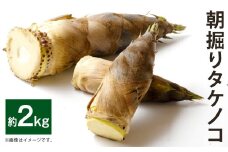 朝掘り タケノコ 2kg 【2025年4月より発送開始】 筍 野菜 やさい たけのこ 竹の子