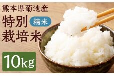 熊本県 菊池産 精米 10kg 白米 米 お米 こめ コメ ごはん ご飯 国産 st-p