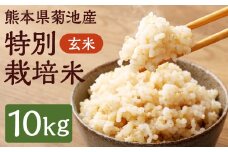 熊本県 菊池産 玄米 10kg 米 お米 こめ コメ ごはん ご飯 げんまい 国産 st-p