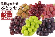 なにが届くかお楽しみ 彩り ぶどう セット 約3kg 葡萄 ブドウ マスカット フルーツ 果物 くだもの 【2025年8月下旬から出荷予定】