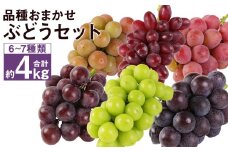 なにが届くかお楽しみ プレミアム ぶどう セット 約4kg 葡萄 マスカット くだもの 果物 フルーツ 【2025年8月下旬から出荷予定】