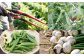 【定期便5回】 野菜 定期便 10品程度