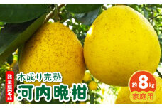 68-55　進栄　農薬を使わず栽培!!　木成り河内晩柑（家庭用）約8kg