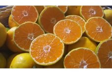 68-76　進栄　【家庭用】極早生温州みかん　約10kg