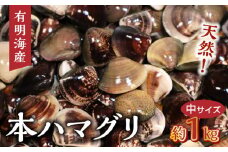 111-3　KKN水産　　天然!!　有明海産の本ハマグリ　　（中サイズ　約１㎏）