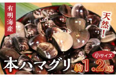 111-2　KKN水産　　天然!!　有明海産の本ハマグリ　　（小サイズ　約１.2㎏）