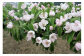マルメロの花