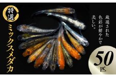 138-6　舞めだか生産 特選 「ミックスメダカ」 50匹 セット 選別 ミックス 多種多色 複数 種類 観賞魚 観賞用 飼育 生体 成魚 厳選選別品種 色彩鮮やかな美しさ 厳選 着日指定