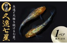 138-4　舞めだか生産 特選 「久遠七星」 オス メス 1ペア 2匹 超高密度 観賞魚 飼育 生体 成魚 めだか 虹色 ラメ 七色 光体型 メダカ