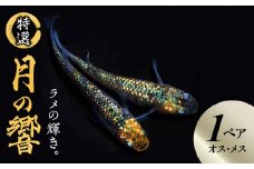138-3　舞めだか生産 特選 「月の響」 オス メス 1ペア 2匹 光り輝き響き渡り 細かい ラメ めだか 煌めきと黄色 観賞魚 孔雀青 濃い青 月弓 メダカ 化学変化 美しいラメ 月神特有の青い薄い皮