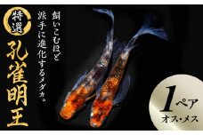 138-2　舞めだか生産 特選 「孔雀明王」 オス メス 1ペア 2匹 派手 進化 めだか 松井ヒレ長 美白 朱赤 孔雀 明王 菩薩 融合 飼育 観賞魚 メダカ