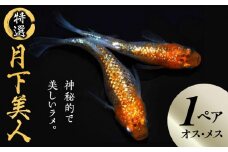 138-1　舞めだか生産　特選「月下美人」オス・メス　1ペア