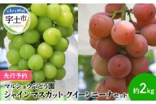 91-4　【先行予約】マルショウぶどう園　シャインマスカット クイーンニーナセット　約2㎏ 　 シャインマスカット クイーンニーナ  セット 約2kg マスカット 葡萄 フルーツ 果物 果実 皮ごと 種なし 赤ブドウの女王 エコファーマー マルショウぶどう園 お取り寄せ ギフト 贈答 贈り物 プレゼント お土産 手土産
