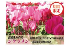 【期間限定】阿蘇の高校生が愛情込めて育てたシクラメン（5号鉢)