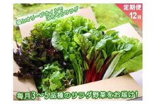 【定期便 全12回】サラダ野菜セット～3～5品種を毎月お届け～　お野菜セット サラダ野菜セットの定期便 12ヶ月 毎月1回 お届け 新鮮 採れたて 産地直送 3～5品種 フレッシュ 健康 美味しい 瑞々しい 熊本県 阿蘇市