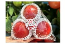 赤熟もぎりの王様トマトと大阿蘇山麓トマトのセット　産地直送　特産品　甘味 酸味 人気 　採れたて　美味しい トマト詰め合わせ　 熊本 阿蘇