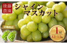 【予約】「後藤農園」シャインマスカット 1房(1.2kg～1.5kg) 希少  ぶどう 新鮮 期間限定 皮ごと ブドウお取り寄せ　熊本県　阿蘇市