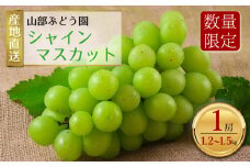 【予約】「山部ぶどう園」シャインマスカット 1房（1.2㎏～1.5㎏）希少  ぶどう 新鮮 期間限定 皮ごと ブドウお取り寄せ　熊本県　阿蘇市
