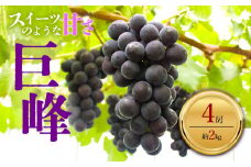 観光フルーツ農園より直送！もぎたて巨峰 4房（約2㎏）