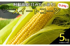 産地直送！みんなが大好きスイートコーン 約5kg とうもろこし 産地直送 特産品 採れたて 新鮮 甘い おすすめ 美味しい お中元 贈答用 ギフト 熊本県 阿蘇市
