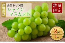 【予約】シャインマスカット 2房（約1㎏） 山部ぶどう園 予約商品 希少 シャインマスカット ぶどう旬 新鮮 期間限定 皮ごと ブドウお取り寄せ　熊本県　阿蘇市