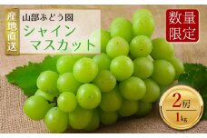 【予約】シャインマスカット 2房（約1㎏） 山部ぶどう園 予約商品 希少 シャインマスカット ぶどう旬 新鮮 期間限定 皮ごと ブドウお取り寄せ　熊本県　阿蘇市