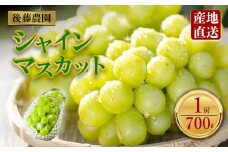 「後藤農園」シャインマスカット 約700g 1房  希少  ぶどう 新鮮 期間限定 皮ごと ブドウお取り寄せ　熊本県　阿蘇市
