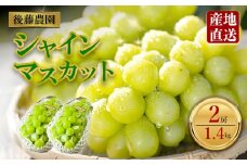 「後藤農園」シャインマスカット 約1.4kg 2房  希少  ぶどう 新鮮 期間限定 皮ごと ブドウお取り寄せ　熊本県　阿蘇市