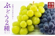 もぎたて葡萄セット ぶどう 食べ比べ 約2種セット 約1.5kg 品種はおまかせ ピオーネ グランピオーネ 藤稔 ハニービーナス シャインマスカット 天狼 クイーンニーナ 葡萄詰め合わせ ブドウセット 旬 果物 フルーツ みずみずしい 冷蔵 熊本県 阿蘇市