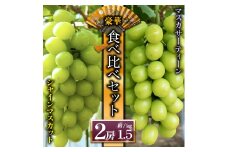 【予約】シャインマスカットと希少品種 マスカサーティーン ぶどう食べ比べ【後藤ぶどう園】 希少  ぶどう旬 新鮮 期間限定 皮ごと ブドウお取り寄せ　熊本県　阿蘇市