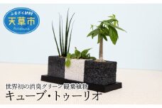 S060-001_キューブ・トゥーリオ　世界初の消臭グリーン 観葉植物