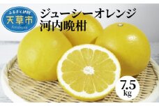 S053-001_ジューシーオレンジ 7.5kg 河内晩柑〈先行受付〉