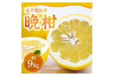 S062-001_【天草深海産】晩柑 約9㎏【先行受付】