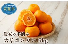 S040-006_農家の手摘み天草ポンカン 約5kg〈先行受付〉