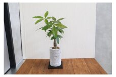 S060-076_エコ・ポチ チムニー 白 パキラ 観葉植物