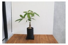 S060-077_エコ・ポチ チムニー 黒 パキラ 観葉植物