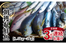 S059-T01_【定期便3回】旬の朝獲れ鮮魚を3ケ月連続お届け♪