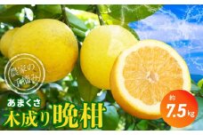 S040-023_【2026.4月発送】農家の手摘みあまくさ木成り晩柑 　約7.5kg