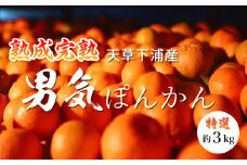 S117-001_香りを食す！熟成完熟天草ぽんかん　特選　約3kg（18玉）1月発送〈先行受付〉