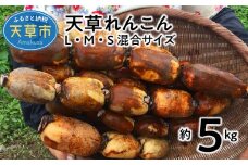 S089-006_天草れんこん サイズ混合 5kg