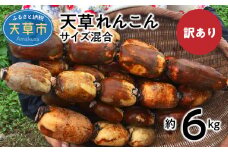 S089-008_訳あり 天草れんこん サイズ混合 約6kg