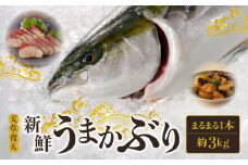 S137-008_【天草育ち】活じめ！新鮮うまかぶり　まるまる1本！（内臓処理済）約3kg