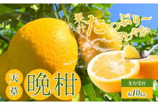 S149-002_あまくさ晩柑 約10kg【先行受付】