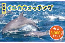 S104-001_天草市イルカウォッチング　3,000円分チケット（大人）